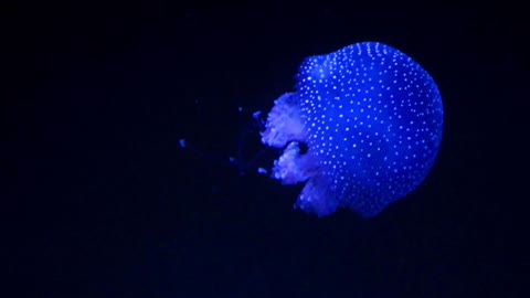 Awesome Animal, Blue jellyfish
