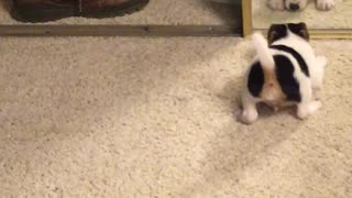 Puppy looks himself in the mirror, does not like what he sees