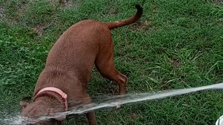 Dog going crazy over hose