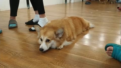 Corgi Sploot