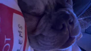 Sleeping French Bulldog Sounds Like Construction Site