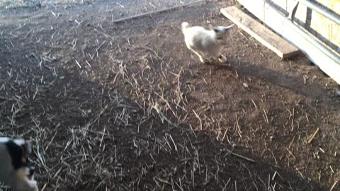 Baby goats jumping