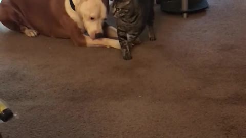 Kitty loves her pitbull