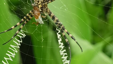 Garden Spider Wraps Prey In Silk