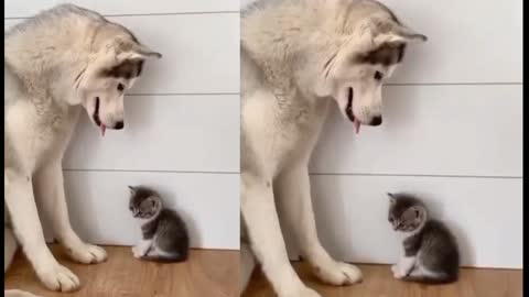 Kitten misses her dead mother cat get comfort from a mother dog
