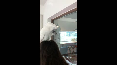 Cockatoo parrot playing on a human head