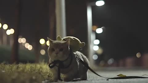 When the little cat walking in the dark, my heart melts