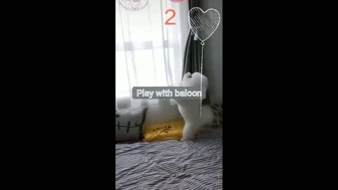 Adorable Dog Hit With Balloon