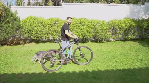 Como Andar de Bicicleta Com Seu Cachorro