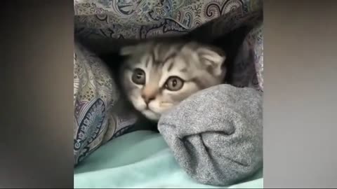 Funny Baby Cats 😺 Funniest Baby Cat Videos 2022