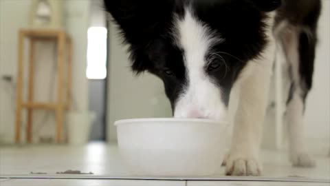 Funny dog How to eat, watch😨
