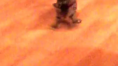 Kitten plays with white toy mouse on hardwood floor