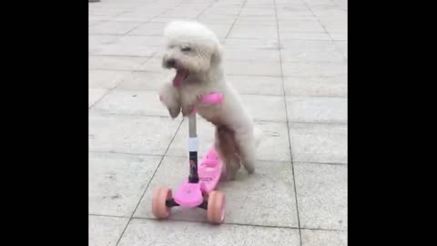 Dogs That Knows How To Walk and Skateboard.
