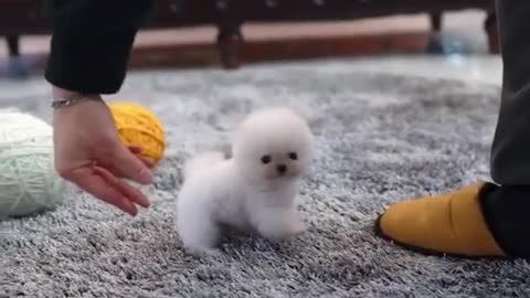 Some of the cutest small dogs in the world