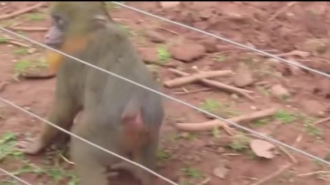 electrifying animals getting suprise
