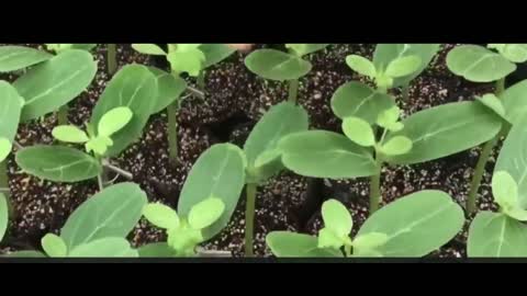 watermelon seedlings