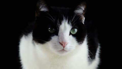 Close-up black n white cat posing for camera