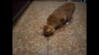 The cat plays with the June bug (european chafer) | Slow motion