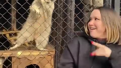 Woman Dances With Raccoon at the Zoo