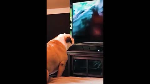 A dog watches TV and interacts with it