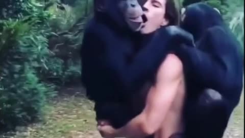 Unbelievable chimpanzees talking , animal affection