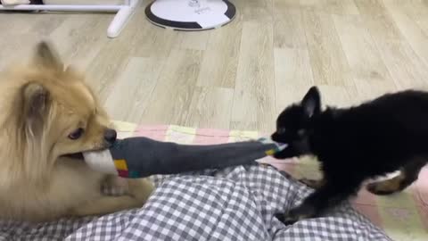 Puppies playing tug of war