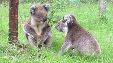 Koalas fight