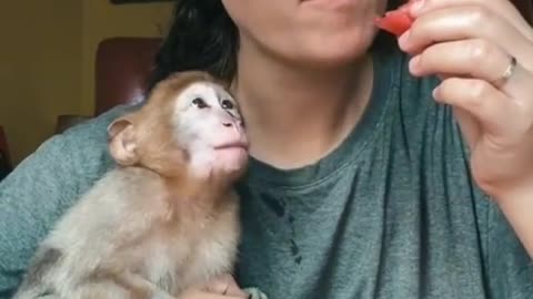 Cute liitle monkey having watermelon with his mom