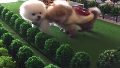 Mini pomeranian funny and cute pomeranian /funny puppy videos