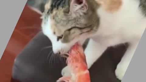 Cute Cato And Shrimp Smell