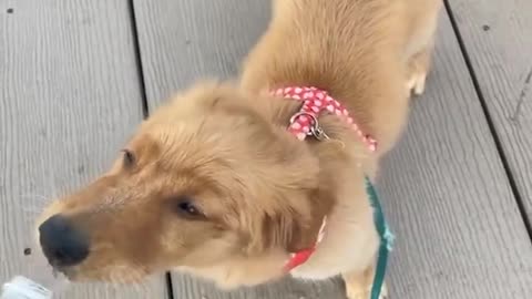 Golden retriever funny and cute puppies