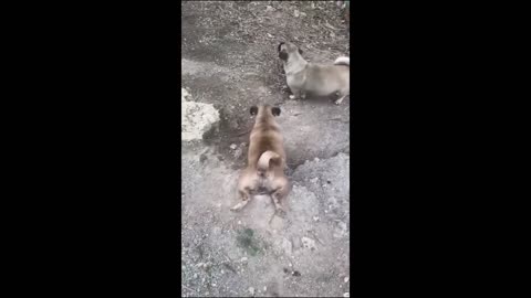 Funny animal videos 2023 - Funny cats/dogs - Funny animals