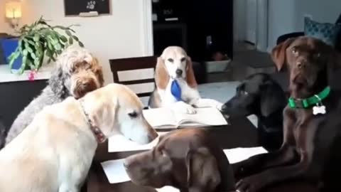 Hilarious Dog Compilation!! SO CUTE TOO!!!!