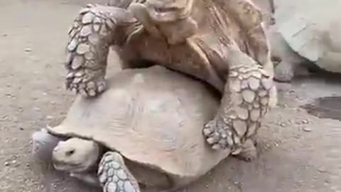 Tortoise video | wildlife video