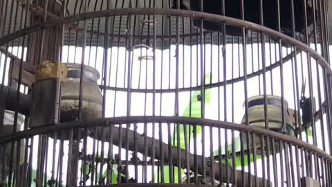 dancing bird in cage 01