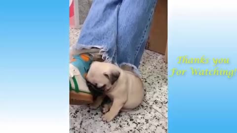 funny home pets video compilation