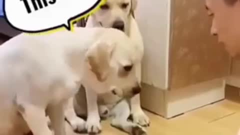 💞😆 Doge and dogs fighting very funny😂|| Try not to laugh ||#shorts