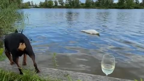 Swan and Wine