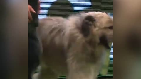 Crufts 2022_ Best moments and funniest bloopers