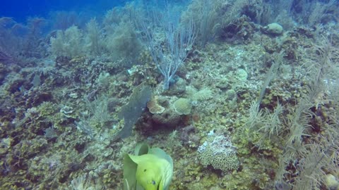 Green Moray Eel, called Psycho