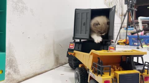 Funny Animals - Kitten Play With Truck toy