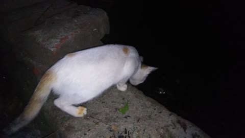 The cat is trying to catch my snake