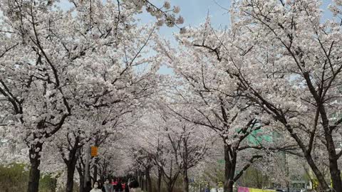 2021 Spring is coming from Seoul Olympic Park of South Korea (ft. Cherry Blossoms)