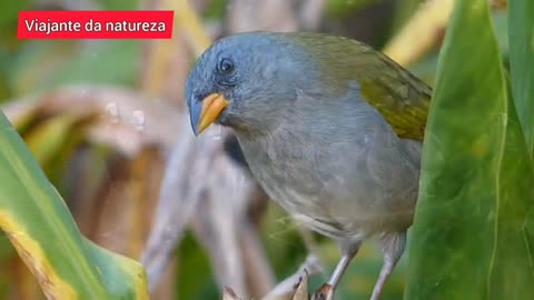 LIFE IN THE PANTANAL, FEROSIS ANIMALS, BIRDS LIVING IN THE PANTANAL OF BRAZIL