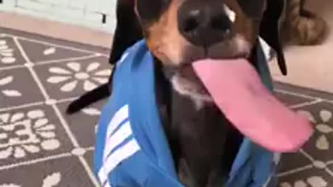This dog has the longest tongue I've ever seen