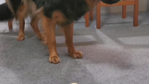 Excited German Shepherd asks for a Lemon and instantly regrets it