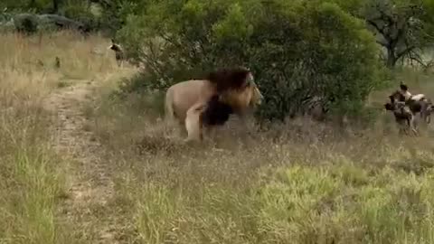A lion takes out a member of a wild dog pack...