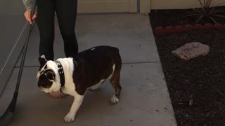 Bulldog odia la escoba, se niega a dejar barrer a su dueña
