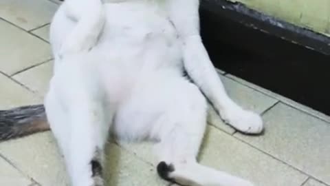 FUNNY CAT SITTING POSTURE | CUTE CAT | SLEEPY CAT