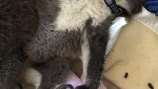 Baby Koala Passes out on Ice Pack